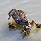 Quintuplets