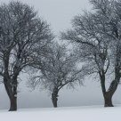 Pear Trees, Western Vienna Woods