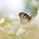 Euripus nyctelius