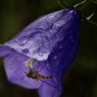 Bluebell