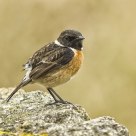 Saxicola torquatus