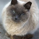A Grey Cat--I am looking at you!