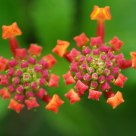 Two Flowers in the Summer