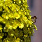 A Butterfly and A Ball of Yellow Flowers