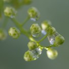 Spring Raindrops