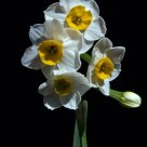 Daffodills