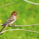 House Finch