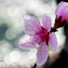 SAKURA Cherry blossoms