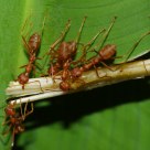 The Ant Life - Synergize