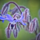 Borage