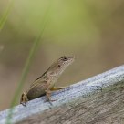 Lizard