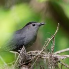 Gray Catbird