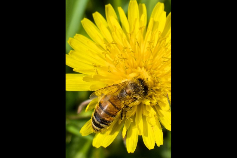 Bee...
