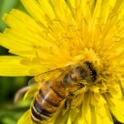 Bee...