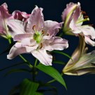 Easter Lily