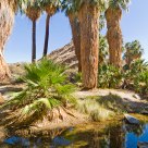Desert Oasis