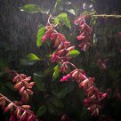 Salvia