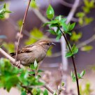 Moineau sur sa branche