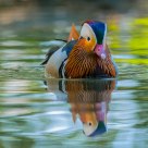 Mandarina Duck