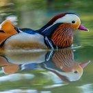 Mandarina Duck