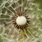 Blow ball