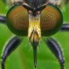 Robberfly 'eyes'
