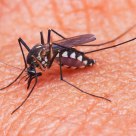 Mosquito sucking blood