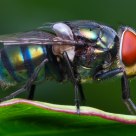 Green bottle fly
