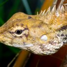 Mountain Horned Dragon | Acanthosaura armata