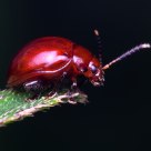 Red beetle