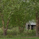 Birches
