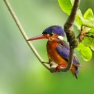 Blue Eared Kingfisher