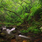 Stream