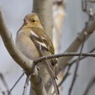 The Chaffinch (Fringilla coelebs) Bokfink in norwegian.