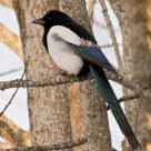 The Eurasian Magpie( Pica pica) Is also a beautiful bird