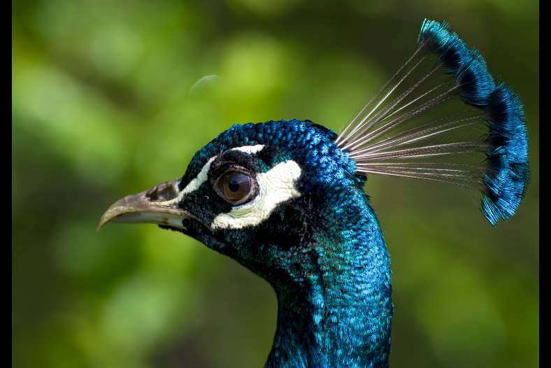 peacock