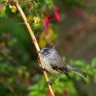 Cachudito (Anairetes parulus)