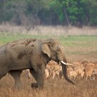 Tusker