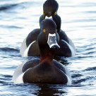 Ring Necked Ducks