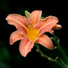 Day Lily