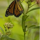 Monarch and Wildflowers