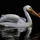 White Pelican Dark Waters