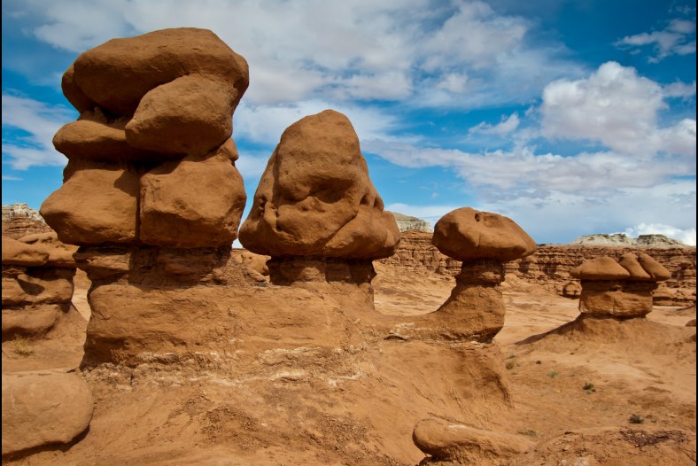 Мushrooms