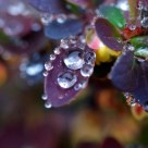 Barberry Blossoms & Raindrops 1