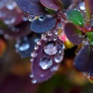 Barberry Blossoms & Raindrops 2