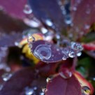 Barberry Blossoms & Raindrops 3
