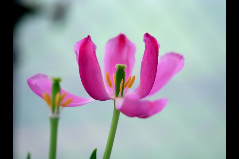 tulip