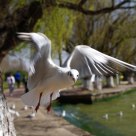 sea-gull