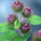 Desert Flowers 