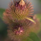Desert Flowers--Burdock